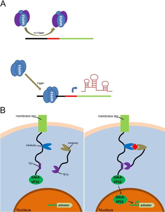 Int J Biol Sci Image