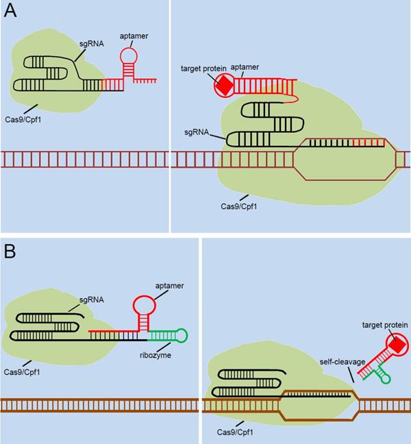 Int J Biol Sci Image