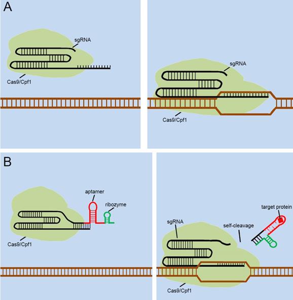 Int J Biol Sci Image