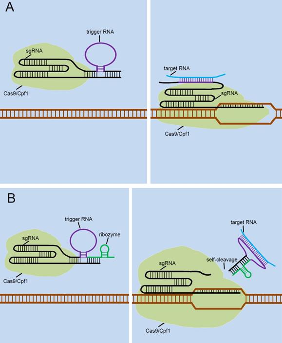 Int J Biol Sci Image