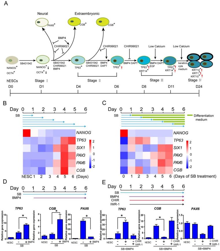 Int J Biol Sci Image