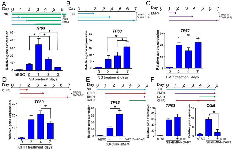 Int J Biol Sci Image