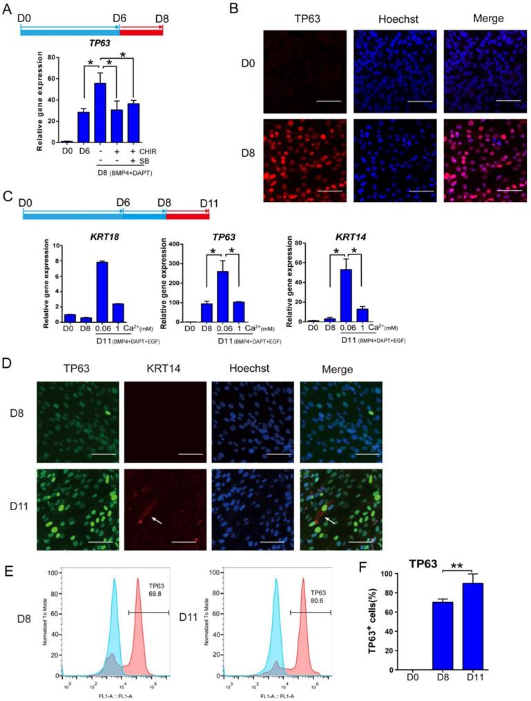 Int J Biol Sci Image