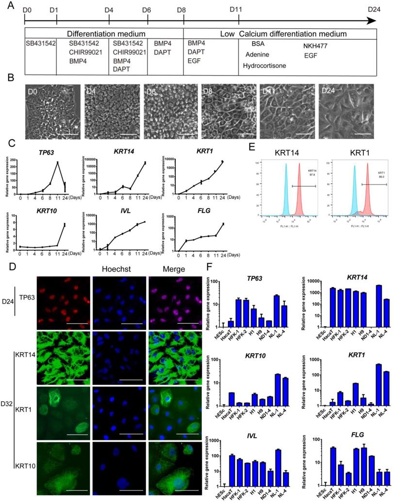 Int J Biol Sci Image