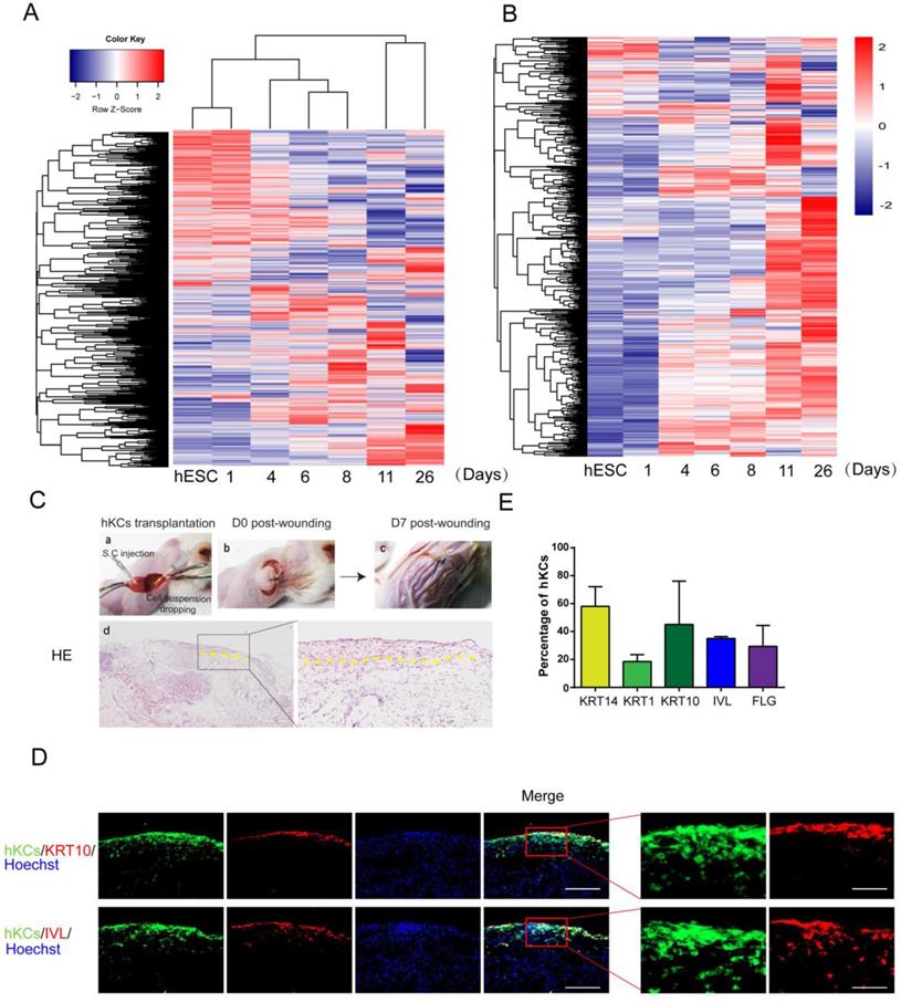 Int J Biol Sci Image