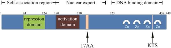 Int J Biol Sci Image