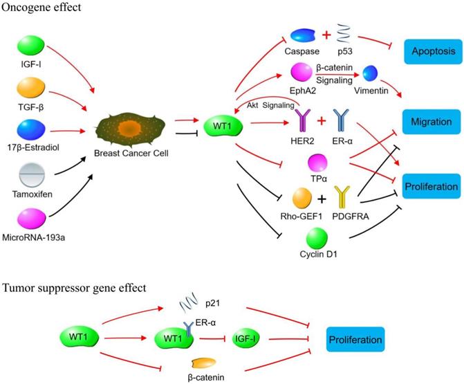 Int J Biol Sci Image