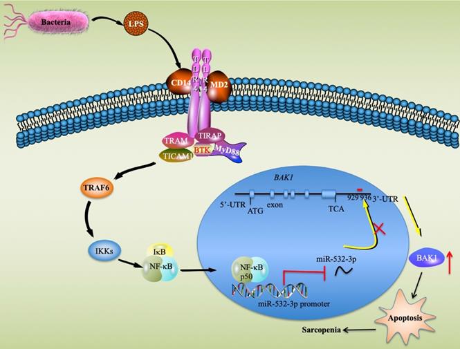 Int J Biol Sci Image