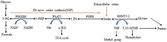 Int J Biol Sci Image