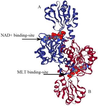 Int J Biol Sci Image