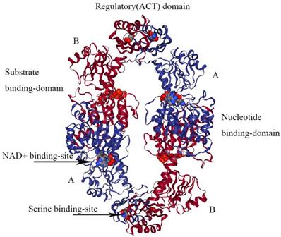 Int J Biol Sci Image