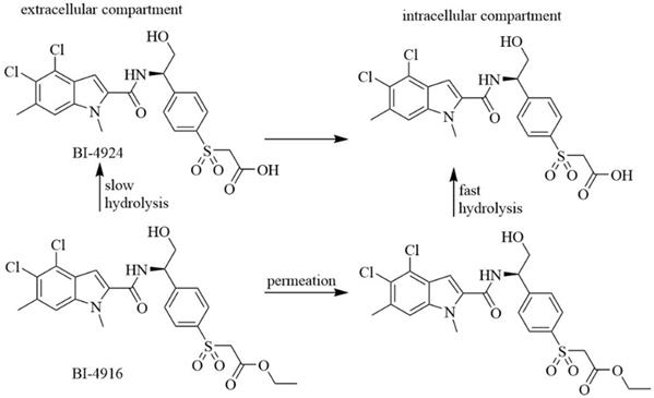 Int J Biol Sci Image