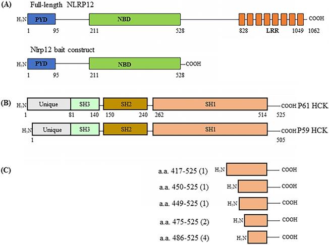 Int J Biol Sci Image