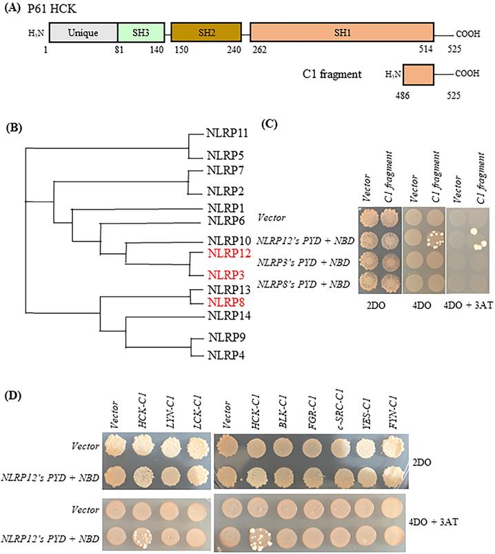 Int J Biol Sci Image