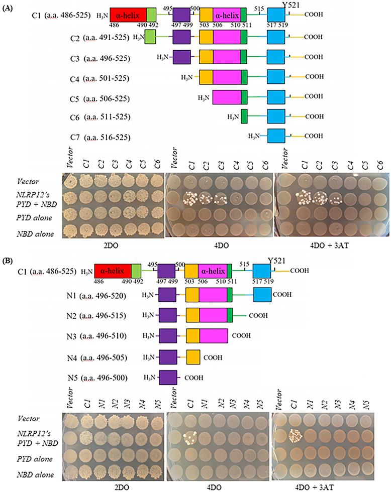 Int J Biol Sci Image