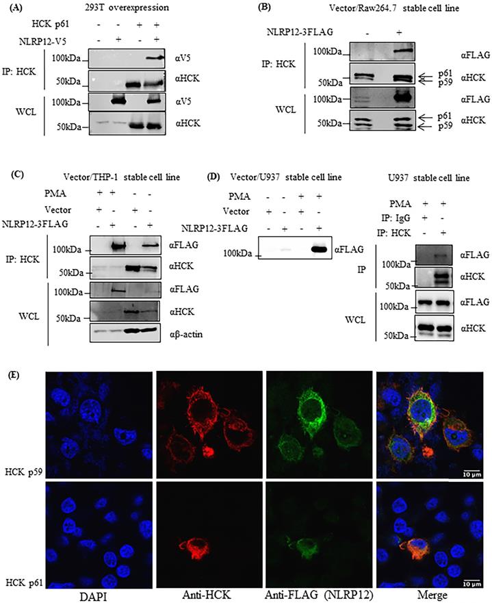 Int J Biol Sci Image