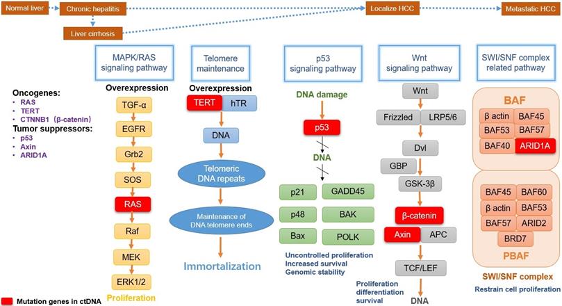 Int J Biol Sci Image