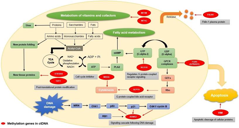 Int J Biol Sci Image