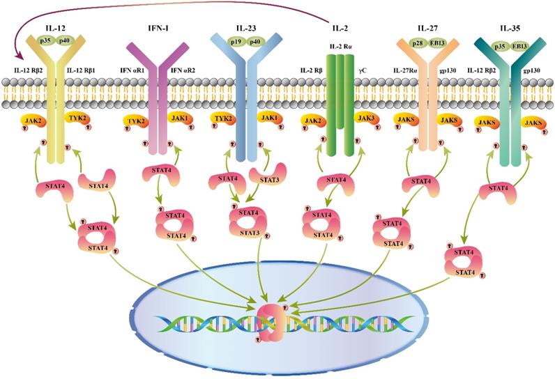 Int J Biol Sci Image