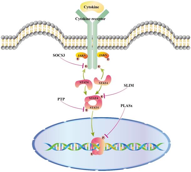 Int J Biol Sci Image