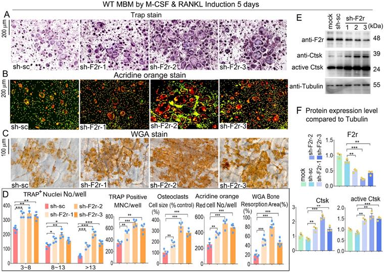 Int J Biol Sci Image