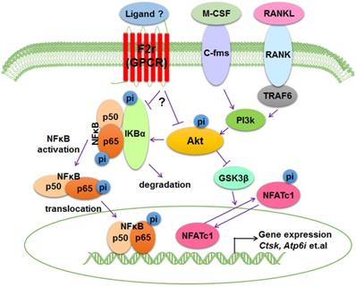 Int J Biol Sci Image