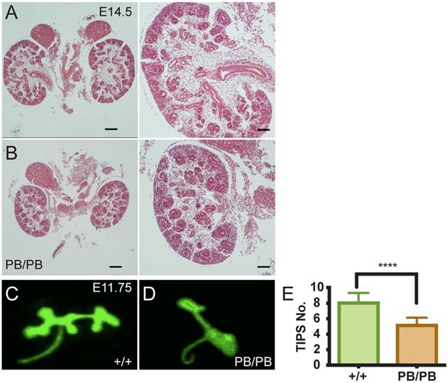 Int J Biol Sci Image