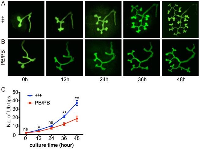 Int J Biol Sci Image