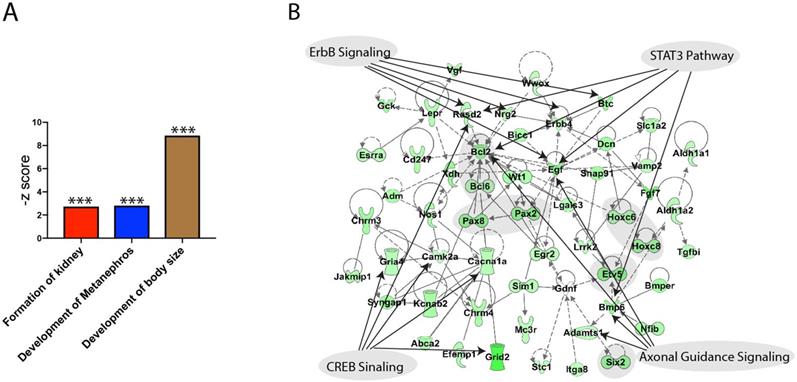 Int J Biol Sci Image