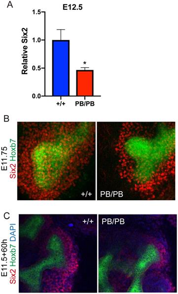 Int J Biol Sci Image