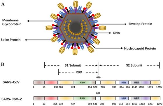 Int J Biol Sci Image