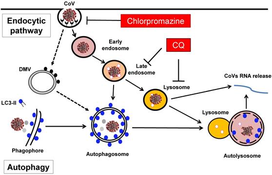 Int J Biol Sci Image