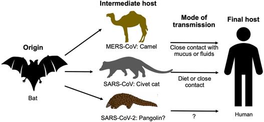 Int J Biol Sci Image