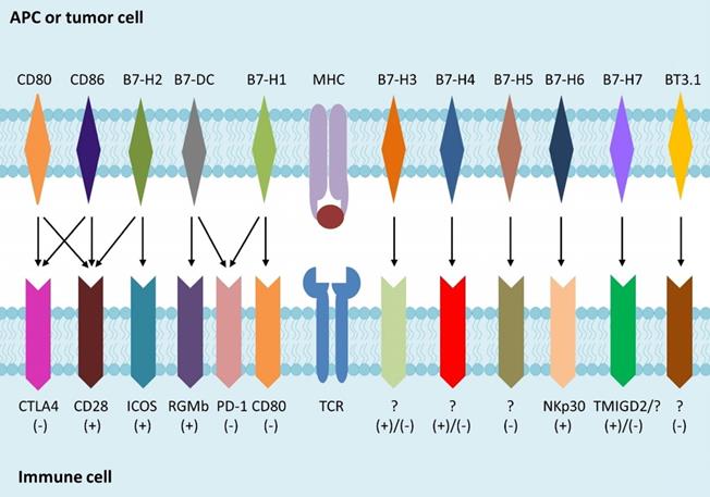 Int J Biol Sci Image