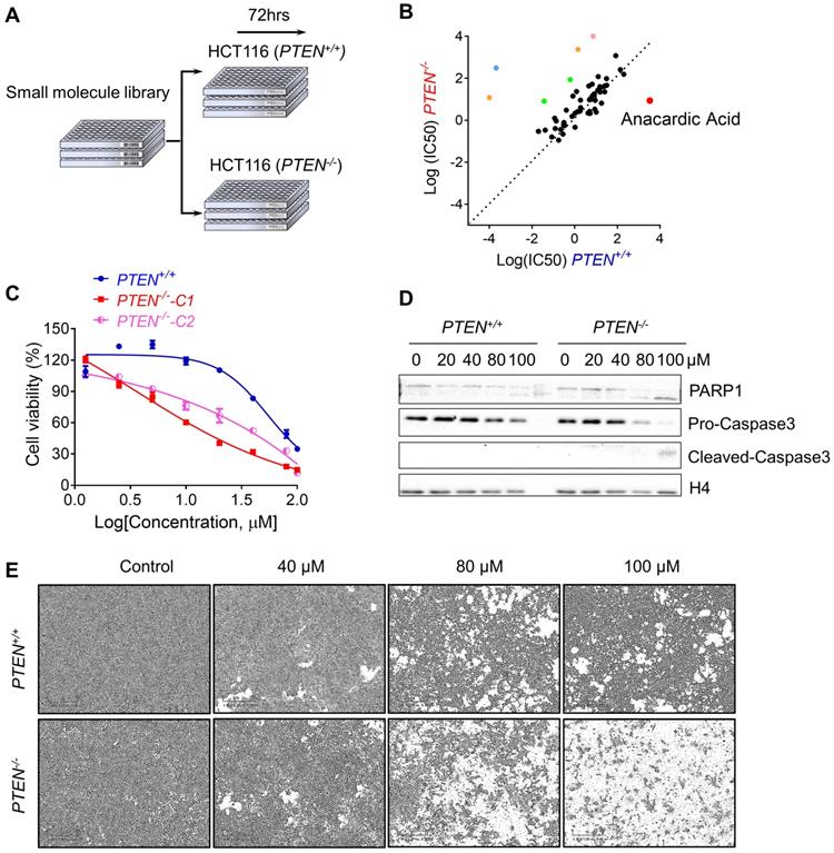 Int J Biol Sci Image