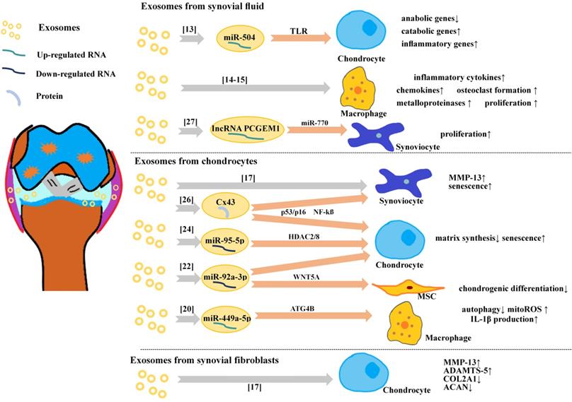 Int J Biol Sci Image