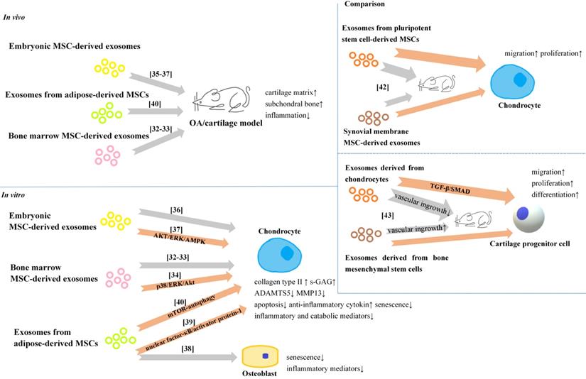 Int J Biol Sci Image