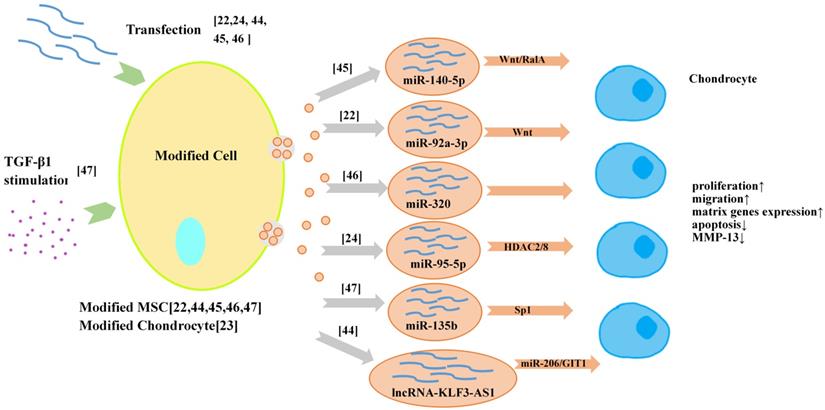 Int J Biol Sci Image