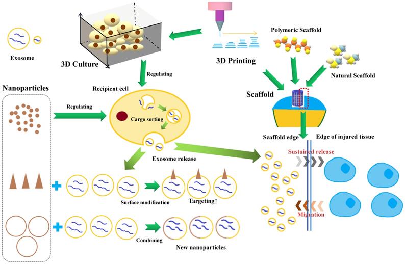 Int J Biol Sci Image