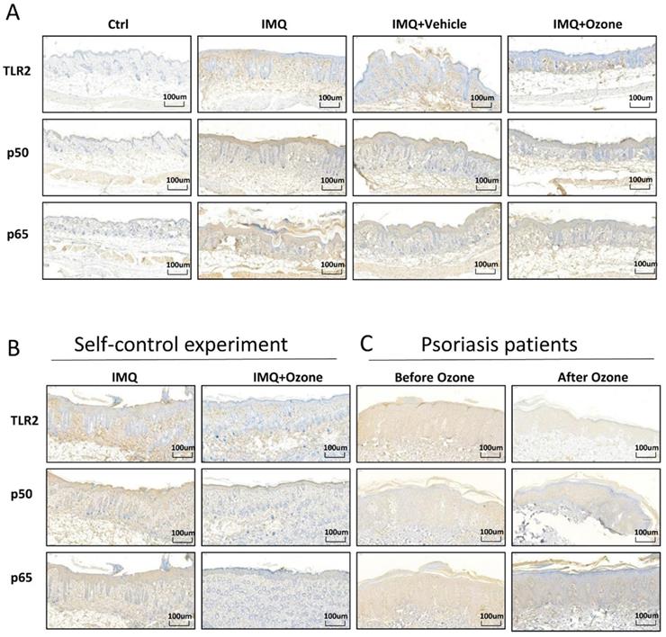 Int J Biol Sci Image