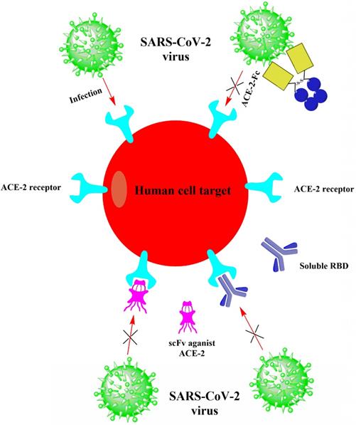 Int J Biol Sci Image