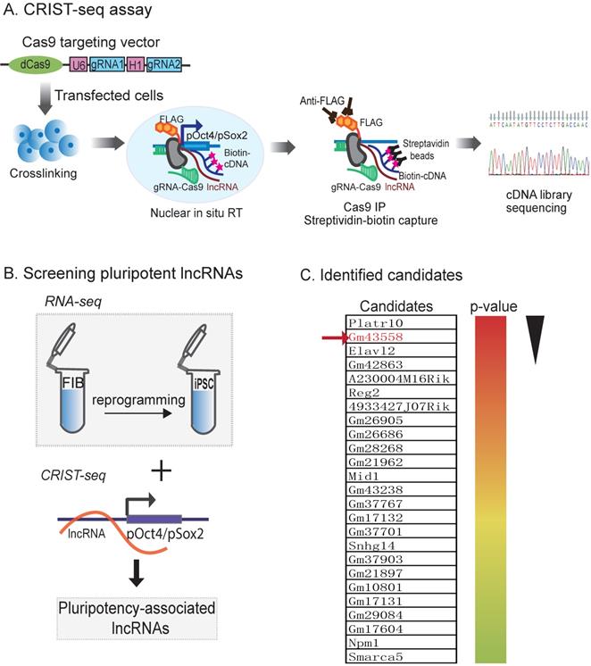 Int J Biol Sci Image