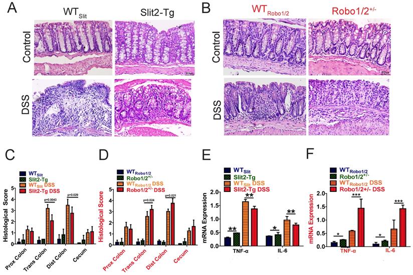 Int J Biol Sci Image