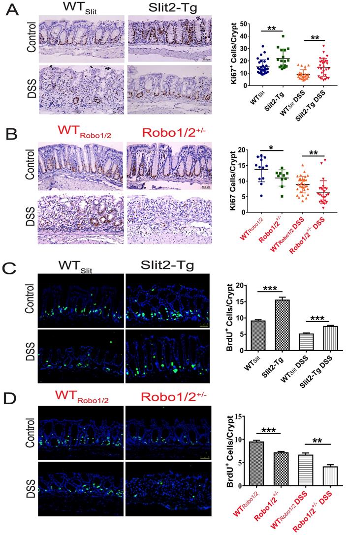 Int J Biol Sci Image