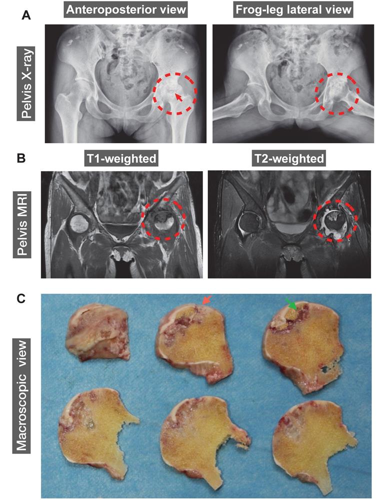 Int J Biol Sci Image