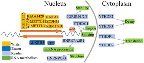 Int J Biol Sci Image