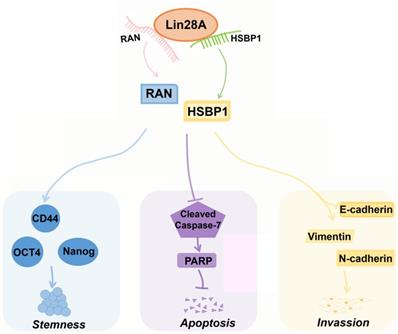 Int J Biol Sci Image