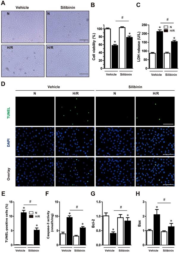 Int J Biol Sci Image