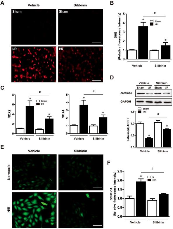 Int J Biol Sci Image