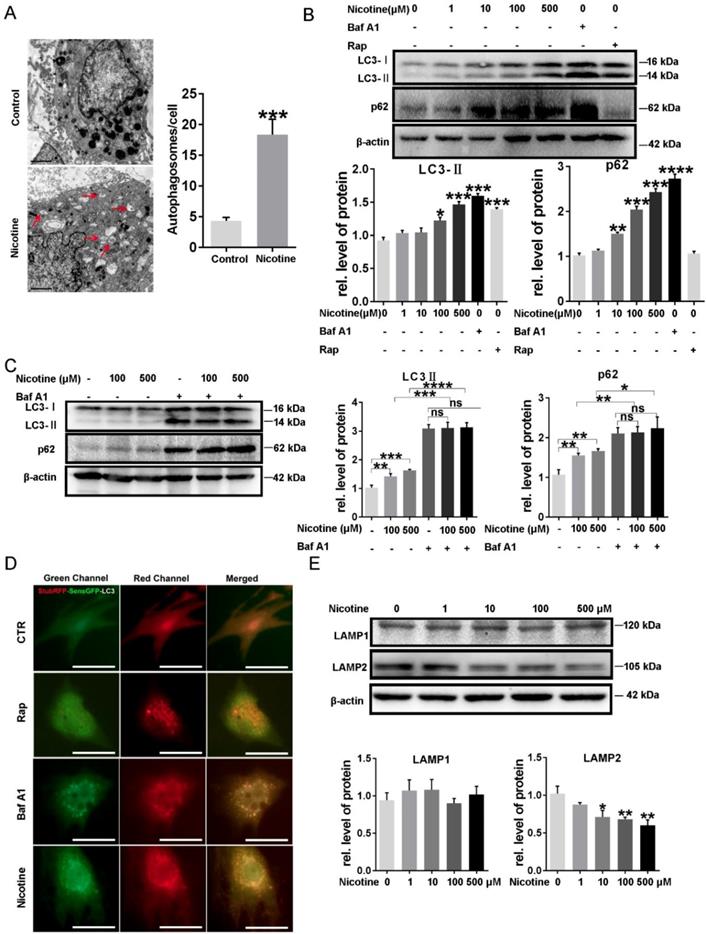 Int J Biol Sci Image